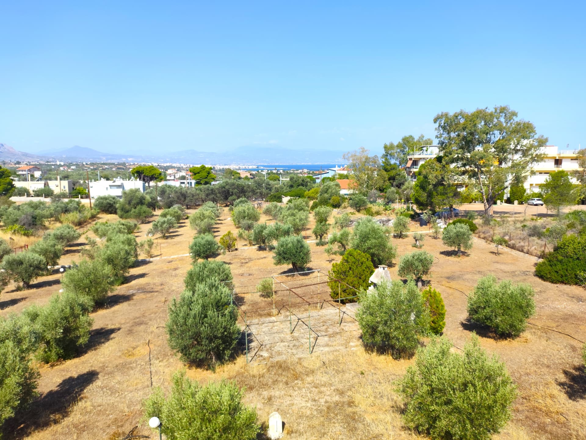 Aerial view across the olive grove towards the sea