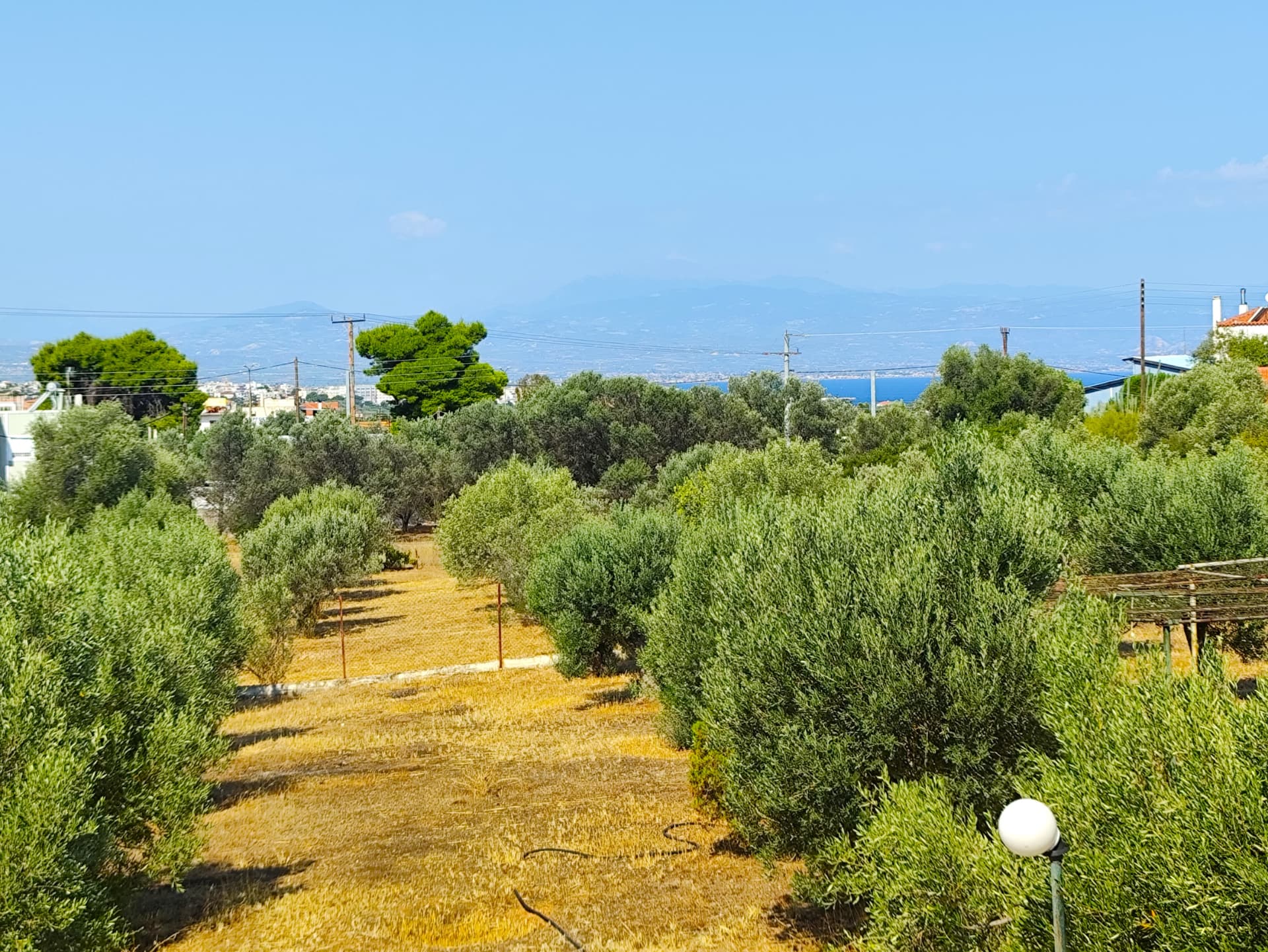 Olive rows leading to the Corinthian Gulf horizon