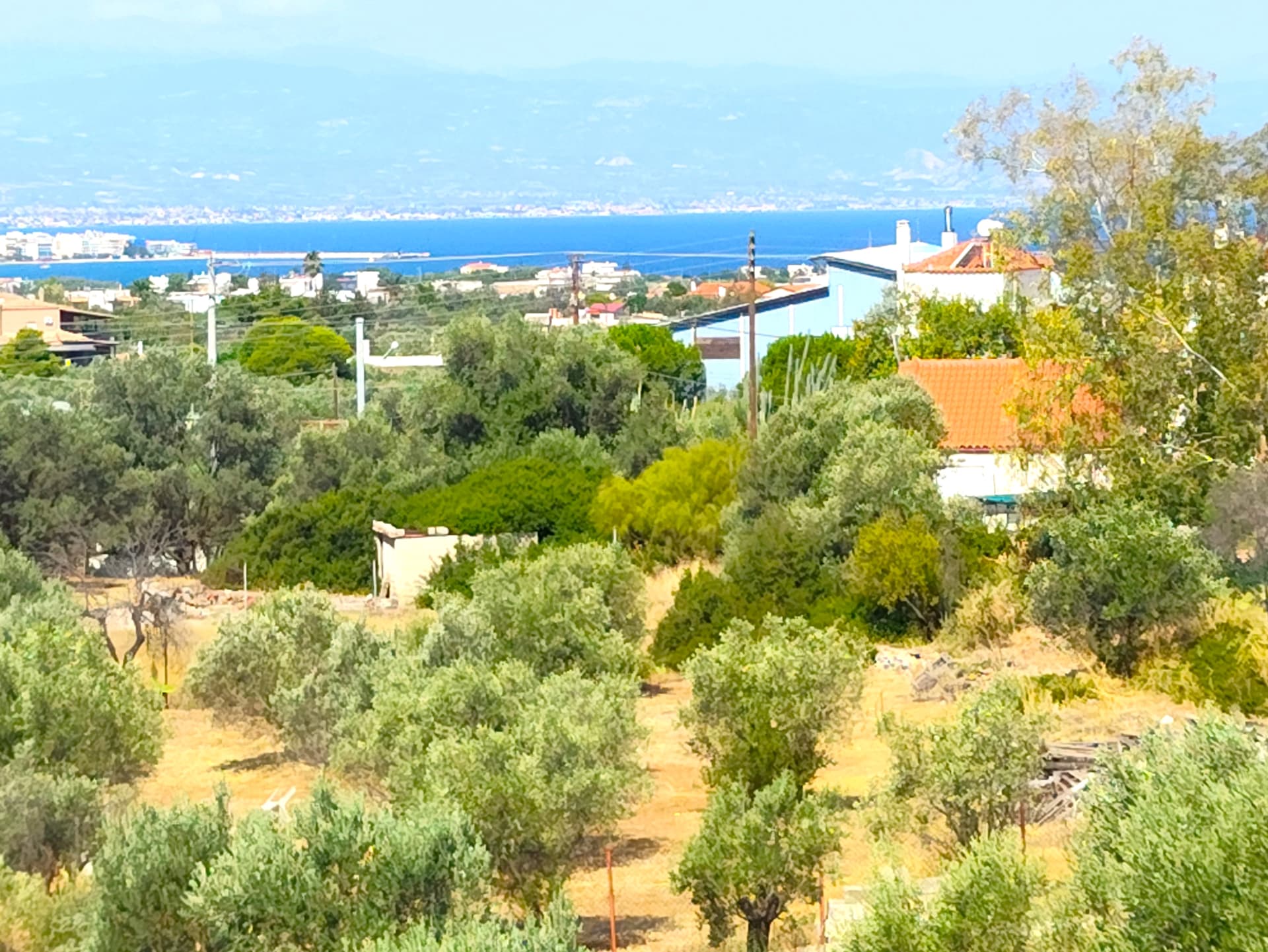 View over the olive grove to the Corinthian Gulf and distant mountains